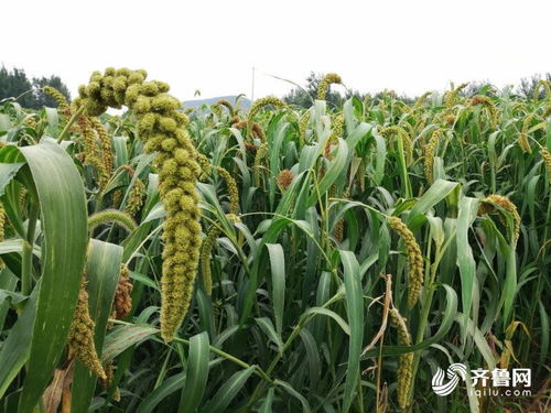 潍坊安丘 两个市场一个标准 努力培育出口农产品新业态