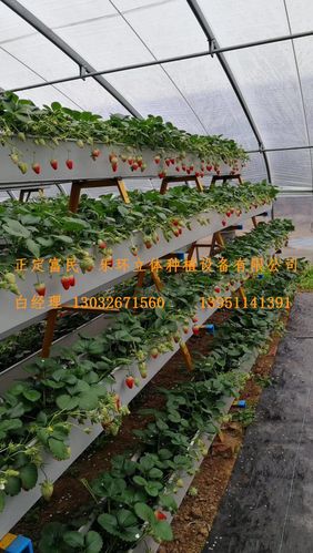 产品分类"a字型草莓立体种植槽 无土栽培种植槽 蔬菜育苗槽"详细信息